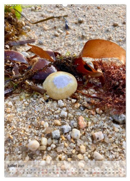 Produktbild: Plages et coquillages (Calendrier mural 2027 DIN A2 horizontal), CALVENDO calendrier mensuel