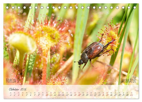 Produktbild: K&auml;fer-Wunderwelten (Tischkalender 2026 DIN A5 quer), CALVENDO Monatskalender