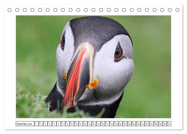 Produktbild: Papageientaucher 2026 - Magische V&ouml;gel des Nordmeers (Tischkalender 2026 DIN A5 quer), CALVENDO Monatskalender