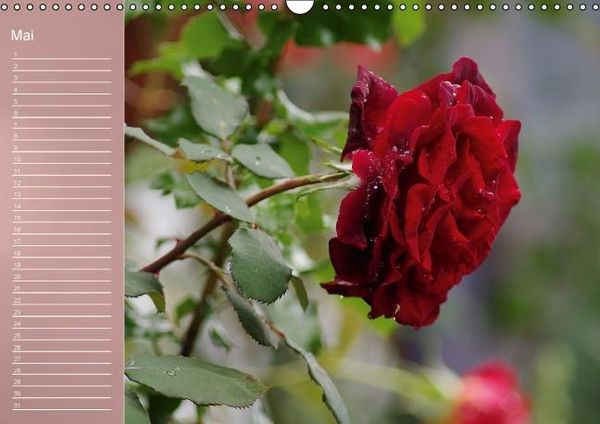 Produktbild: Zarte Sch&ouml;nheiten - Rosen (Wandkalender immerw&auml;hrend DIN A3 quer)