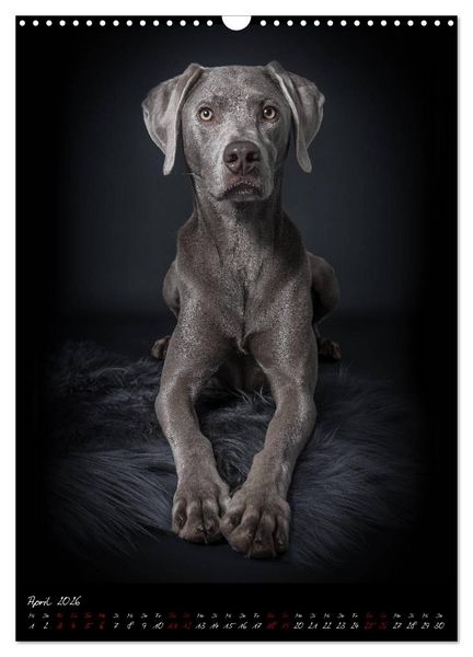 Produktbild: Hunde-Augen-Blicke (Wandkalender 2026 DIN A3 hoch), CALVENDO Monatskalender