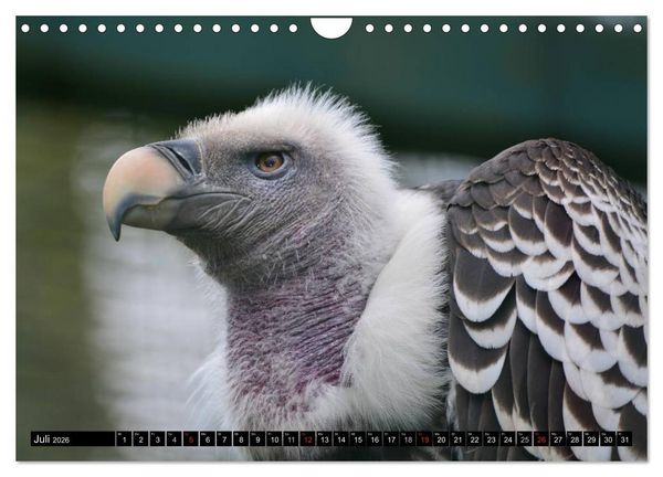 Produktbild: Adler und Greife - K&ouml;nige des Himmels (Wandkalender 2026 DIN A4 quer), CALVENDO Monatskalender