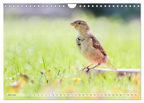 Produktbild: NATUR PUR Heimische Singv&ouml;gel (Wandkalender 2026 DIN A4 quer), CALVENDO Monatskalender