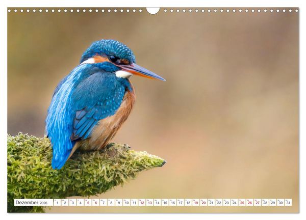 Produktbild: Der blaue Diamant - Fotos vom Eisvogel (Wandkalender 2026 DIN A3 quer), CALVENDO Monatskalender