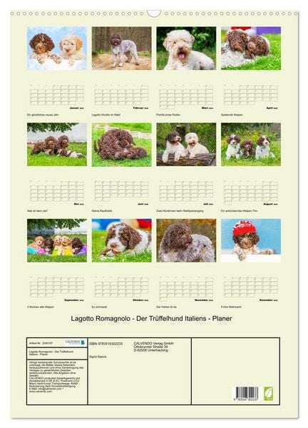Produktbild: Lagotto Romagnolo - Der Tr&uuml;ffelhund Italiens - Planer (Wandkalender 2026 DIN A2 hoch), CALVENDO Monatskalender