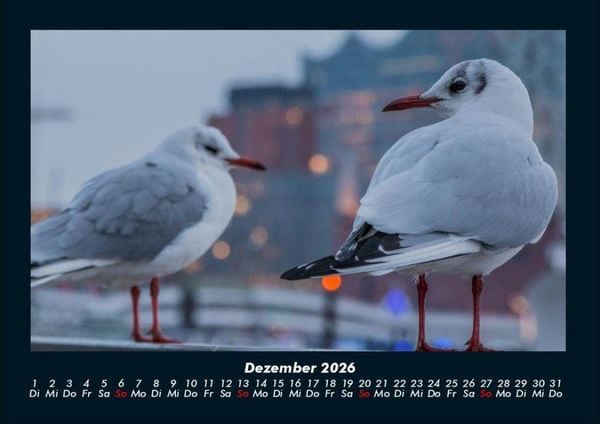 Produktbild: M&ouml;wen 2026 Fotokalender DIN A4