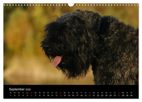 Produktbild: Bouvier des Flandres (Wandkalender 2026 DIN A3 quer), CALVENDO Monatskalender