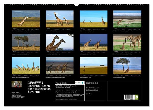 Produktbild: GIRAFFEN - Liebliche Riesen der afrikanischen Savanne (Wandkalender 2026 DIN A2 quer), CALVENDO Monatskalender