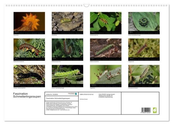 Produktbild: Faszination Schmetterlingsraupen (Wandkalender 2026 DIN A2 quer), CALVENDO Monatskalender