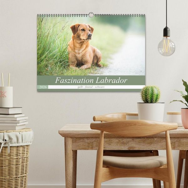 Produktbild: Faszination Labrador - gelb, foxred, schwarz (Wandkalender 2026 DIN A3 quer), CALVENDO Monatskalender