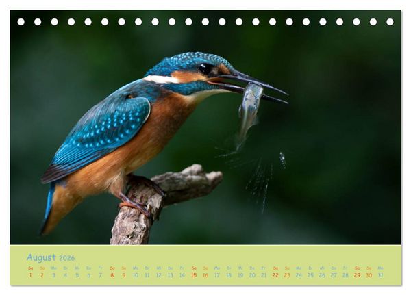 Produktbild: Eisv&ouml;gel, faszinierende kleine Flieger. (Tischkalender 2026 DIN A5 quer), CALVENDO Monatskalender