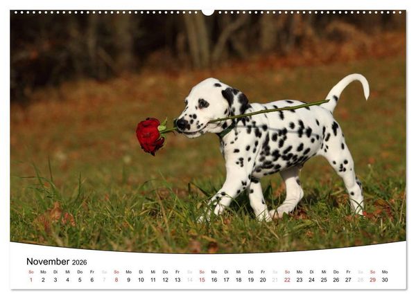 Produktbild: Welpen - Puppies (hochwertiger Premium Wandkalender 2026 DIN A2 quer), Kunstdruck in Hochglanz