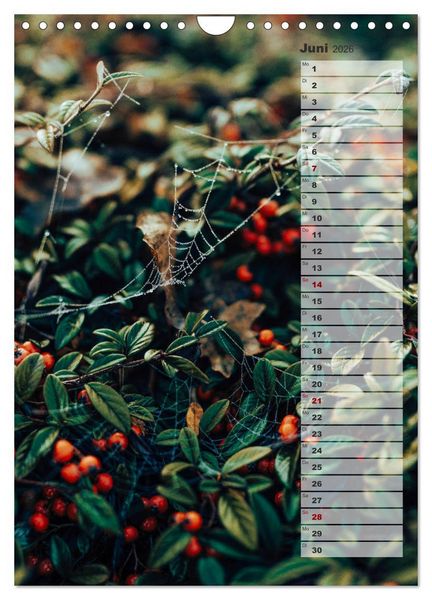 Produktbild: Kalender - Natur im Detail (Wandkalender 2026 DIN A4 hoch), CALVENDO Monatskalender