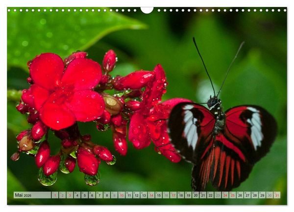 Produktbild: Schmetterlinge - zarte Gesch&ouml;pfe der Natur (Wandkalender 2026 DIN A3 quer), CALVENDO Monatskalender