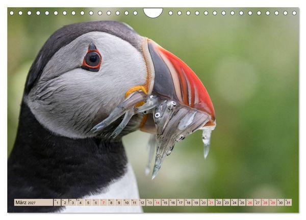 Produktbild: Papageitaucher - Puffins (Wandkalender 2027 DIN A4 quer), CALVENDO Monatskalender