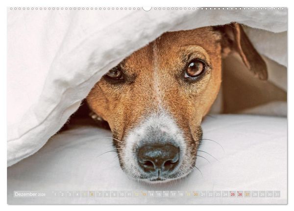 Produktbild: Jack Russell Terrier: flink und verspielt (Wandkalender 2026 DIN A2 quer), CALVENDO Monatskalender
