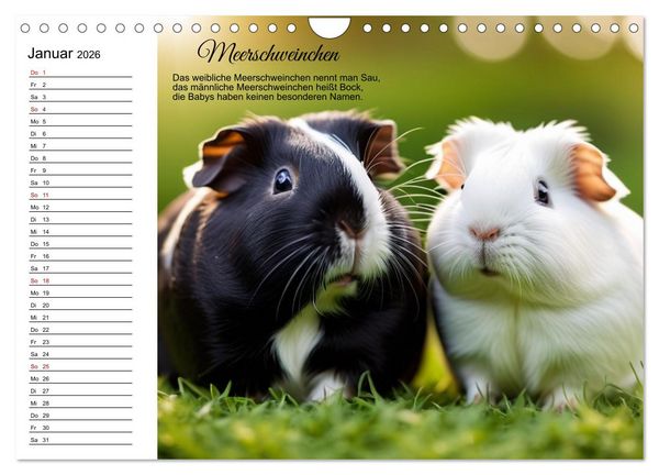 Produktbild: F&uuml;r pfiffige Kids- Haus- und Hoftiere (Wandkalender 2026 DIN A4 quer), CALVENDO Monatskalender