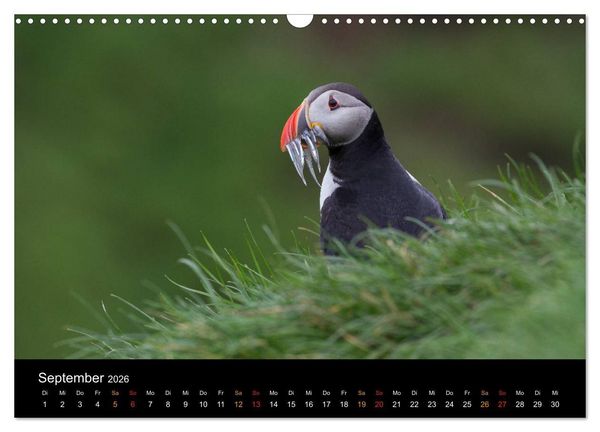 Produktbild: Welt der Papageitaucher (Wandkalender 2026 DIN A3 quer), CALVENDO Monatskalender