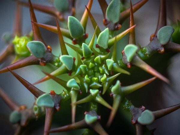 Produktbild: CALVENDO Puzzle Euphorbia avasmontana | 1000 Teile Lege-Gr&ouml;&szlig;e 64x48cm Foto-Puzzle f&uuml;r gl&uuml;ckliche Stunden