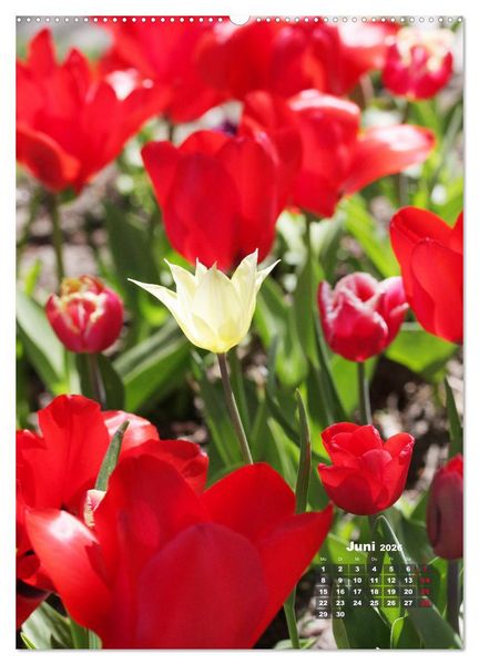 Produktbild: Ein buntes Tulpenjahr (Wandkalender 2026 DIN A2 hoch), CALVENDO Monatskalender