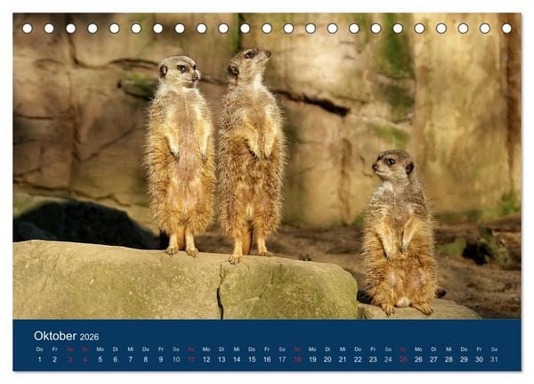 Produktbild: Erdm&auml;nnchen - Zusammen sind wir stark (Tischkalender 2026 DIN A5 quer), CALVENDO Monatskalender