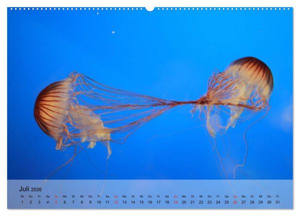 Produktbild: Quallen. Die Welt der Medusen (hochwertiger Premium Wandkalender 2026 DIN A2 quer), Kunstdruck in Hochglanz