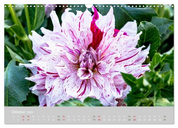 Produktbild: Dahlien - Prachtvolle Bl&uuml;ten des Sp&auml;tsommers (Wandkalender 2026 DIN A3 quer), CALVENDO Monatskalender