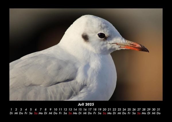 Produktbild: Vogelparadies 2025 Fotokalender DIN A3