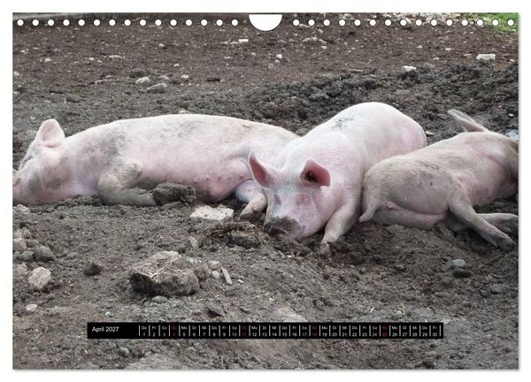 Produktbild: Schweinereien (Wandkalender 2027 DIN A4 quer), CALVENDO Monatskalender