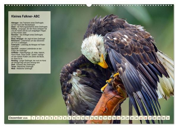 Produktbild: Kulturerbe Falknerei (hochwertiger Premium Wandkalender 2026 DIN A2 quer), Kunstdruck in Hochglanz