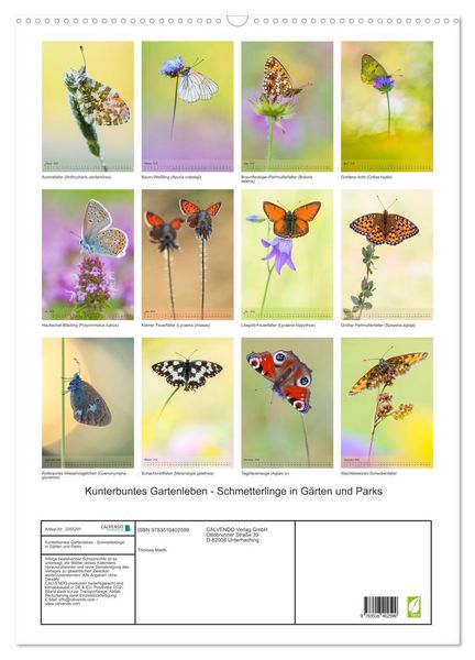 Produktbild: Kunterbuntes Gartenleben - Schmetterlinge in G&auml;rten und Parks (Wandkalender 2026 DIN A2 hoch), CALVENDO Monatskalender