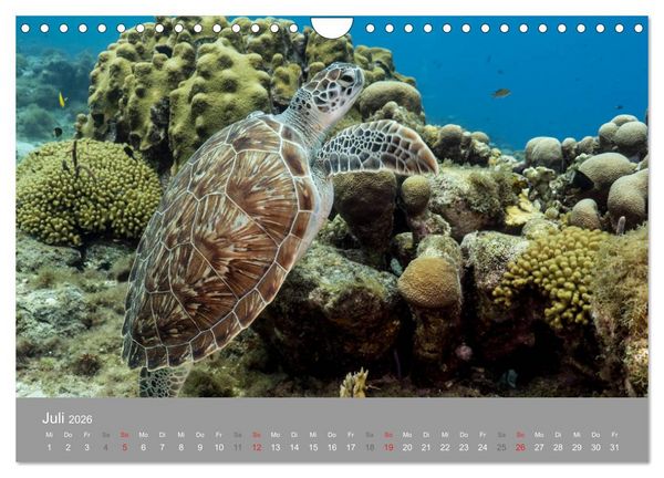 Produktbild: Meeresschildkr&ouml;ten der Karibik (Wandkalender 2026 DIN A4 quer), CALVENDO Monatskalender