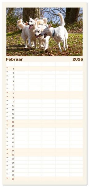 Produktbild: Familienplaner 2026 - Berger Blanc Suisse - Weggef&auml;hrten auf 4 Pfoten mit 5 Spalten (Wandkalender, 21 x 45 cm) CALVENDO