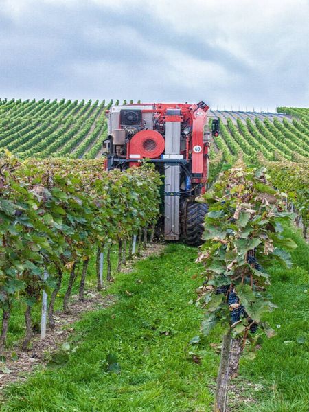 Produktbild: CALVENDO Puzzle Vollernter bei der Weinlese | 1000 Teile Lege-Gr&ouml;&szlig;e 64x48cm Foto-Puzzle f&uuml;r gl&uuml;ckliche Stunden