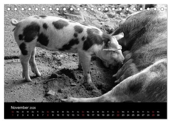 Produktbild: Das Leben der Schweine (Tischkalender 2026 DIN A5 quer), CALVENDO Monatskalender