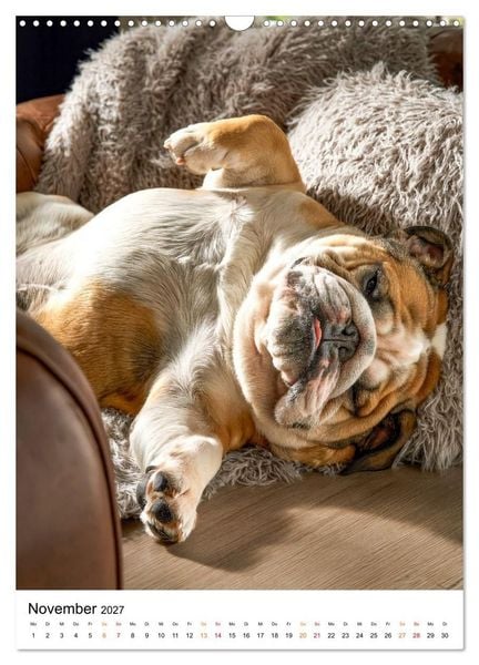 Produktbild: English Bulldog - F&uuml;r Liebhaber britischer Originale (Wandkalender 2027 DIN A3 hoch), CALVENDO Monatskalender