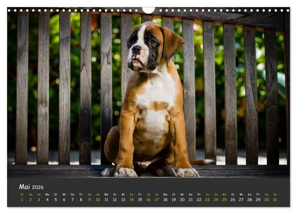 Produktbild: Wenn ich gro&szlig; bin werd' ich Boxer (Wandkalender 2026 DIN A3 quer), CALVENDO Monatskalender