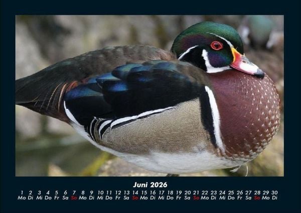 Produktbild: Enten 2026 Fotokalender DIN A4