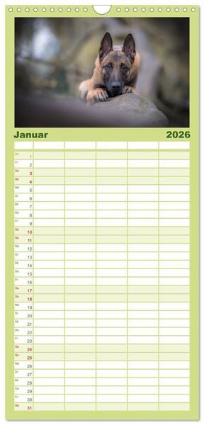 Produktbild: Familienplaner 2026 - Belgischer Sch&auml;ferhund - Der Malinois mit 5 Spalten (Wandkalender, 21 x 45 cm) CALVENDO