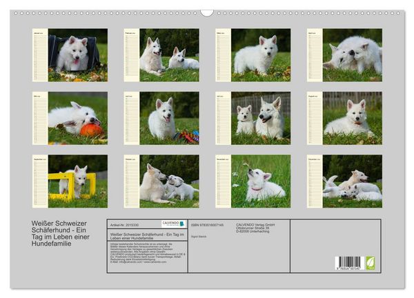 Produktbild: Wei&szlig;er Schweizer Sch&auml;ferhund - Ein Tag im Leben einer Hundefamilie (Wandkalender 2026 DIN A2 quer), CALVENDO Monatskalender