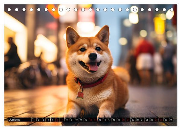 Produktbild: Shiba Inu - Stolz und Anmut (Tischkalender 2026 DIN A5 quer), CALVENDO Monatskalender