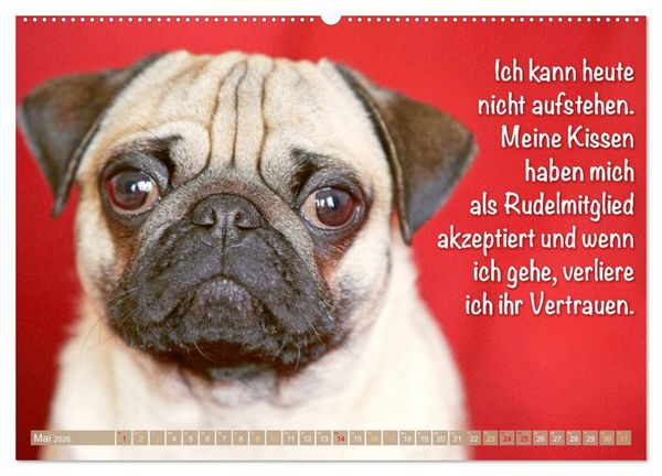 Produktbild: Mopsala: Vom Gl&uuml;ck, ein Mops zu sein (Wandkalender 2026 DIN A2 quer), CALVENDO Monatskalender