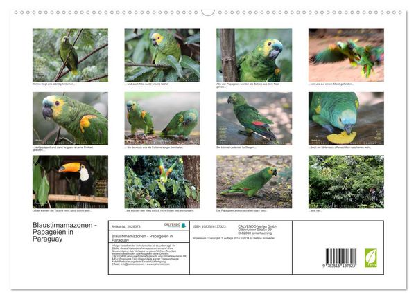 Produktbild: Blaustirnamazonen - Papageien in Paraguay (hochwertiger Premium Wandkalender 2026 DIN A2 quer), Kunstdruck in Hochglanz
