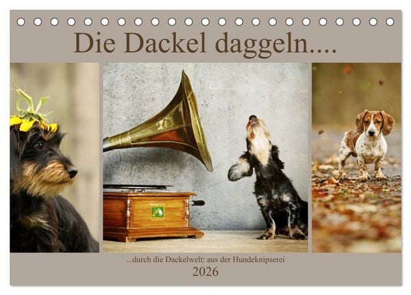 Die Dackel daggeln.... (Tischkalender 2026 DIN A5 quer), CALVENDO Monatskalender