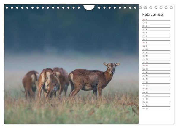 Produktbild: Emotionale Momente: Muffelwild. (Wandkalender 2026 DIN A4 quer), CALVENDO Monatskalender