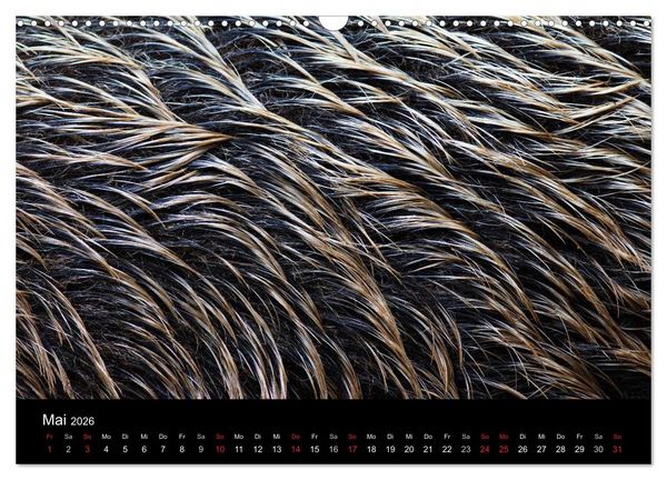 Produktbild: Wilde Wutzen. Das heimische Wildschwein (Wandkalender 2026 DIN A3 quer), CALVENDO Monatskalender