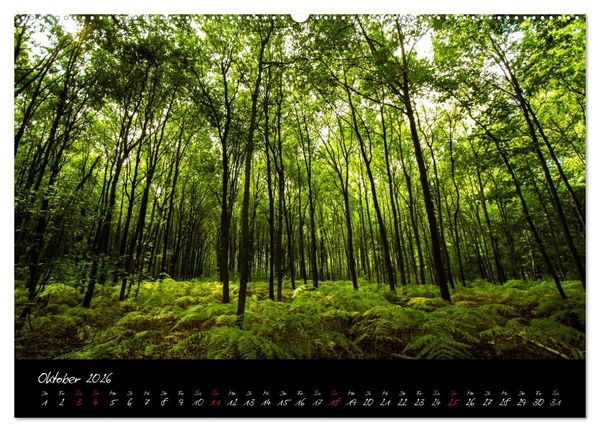 Produktbild: Wald (Wandkalender 2026 DIN A2 quer), CALVENDO Monatskalender