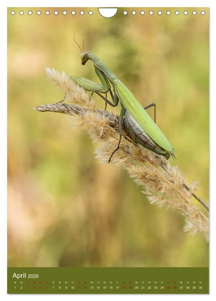 Produktbild: Die Gottesanbeterin. R&auml;uber der Insektenwelt. (Wandkalender 2026 DIN A4 hoch), CALVENDO Monatskalender