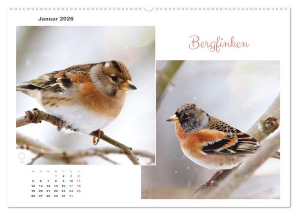 Produktbild: Vogel-P&auml;rchen (hochwertiger Premium Wandkalender 2026 DIN A2 quer), Kunstdruck in Hochglanz
