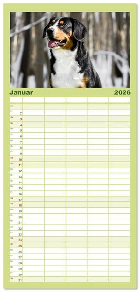 Produktbild: Familienplaner 2026 - Entlebucher - Temperamentvolle Schweizer Sennenhunde mit 5 Spalten (Wandkalender, 21 x 45 cm) CALVENDO